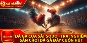 Đá Gà Cựa Sắt Sodo - Trải Nghiệm Sân Chơi Đá Gà Đầy Cuốn Hút