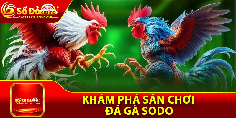 Khám phá sân chơi đá gà Sodo